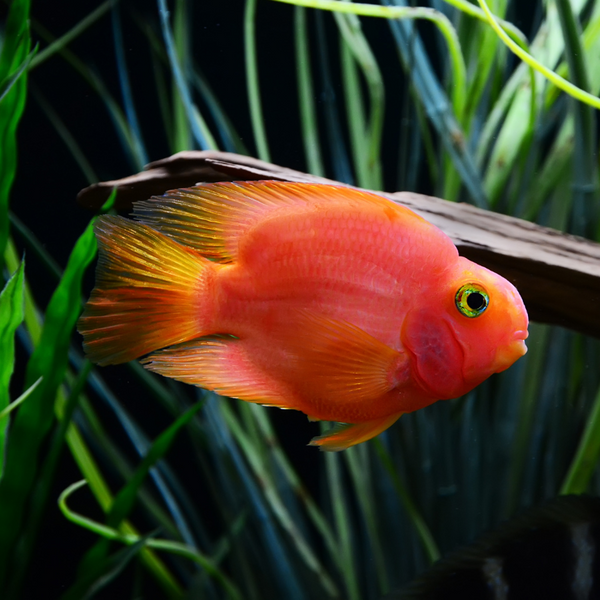 Are Parrot Cichlid s aggressive Real Aquatics