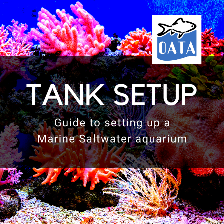 OATA Guide to Setting up a Marine Aquarium