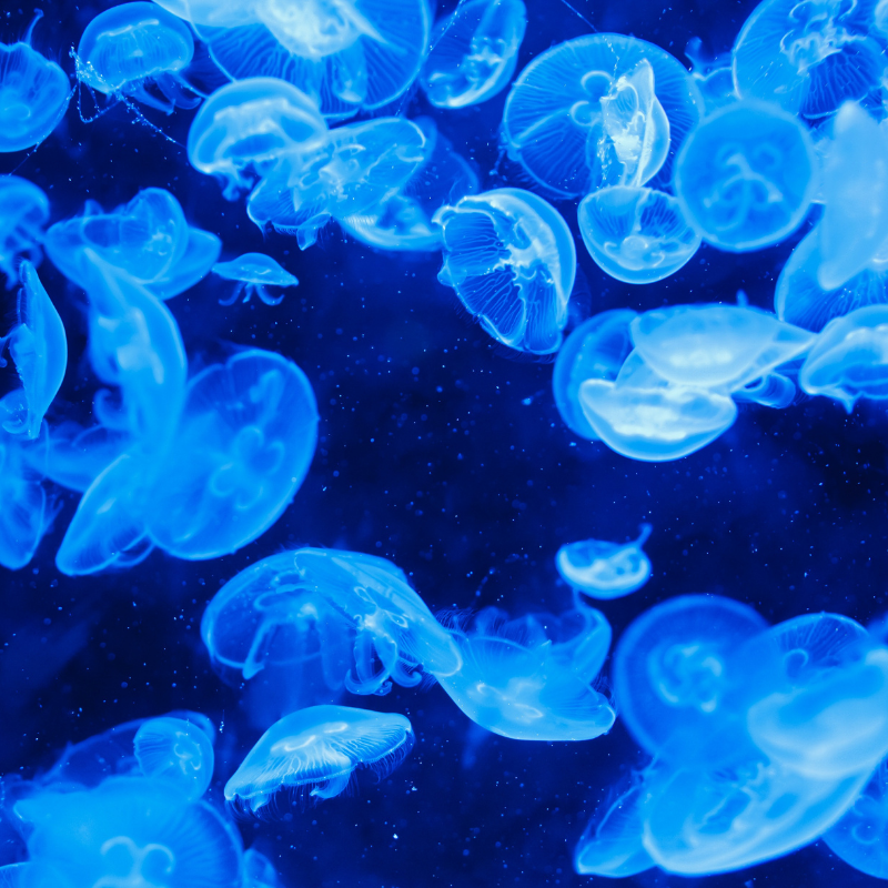 Blue Jellyfish | Real Aquatics