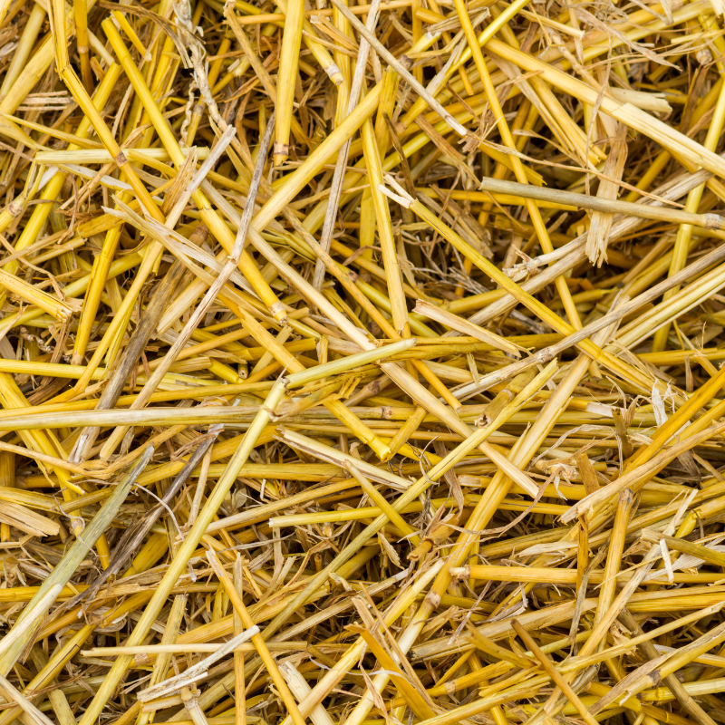 Green Water: The Pros and Cons of using Barley Straw in a Pond