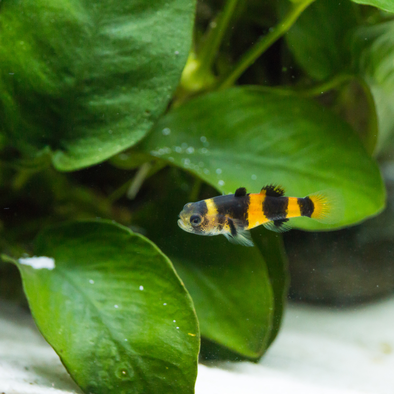 Are Bumblebee Gobies fin nippers?