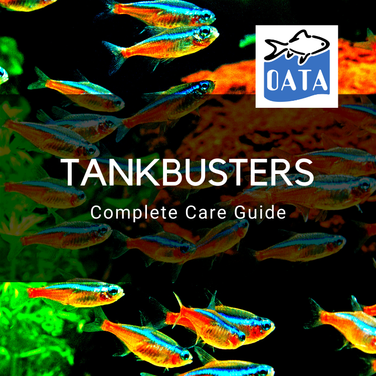 OATA Care Guide: Tankbusters (Large Fish)