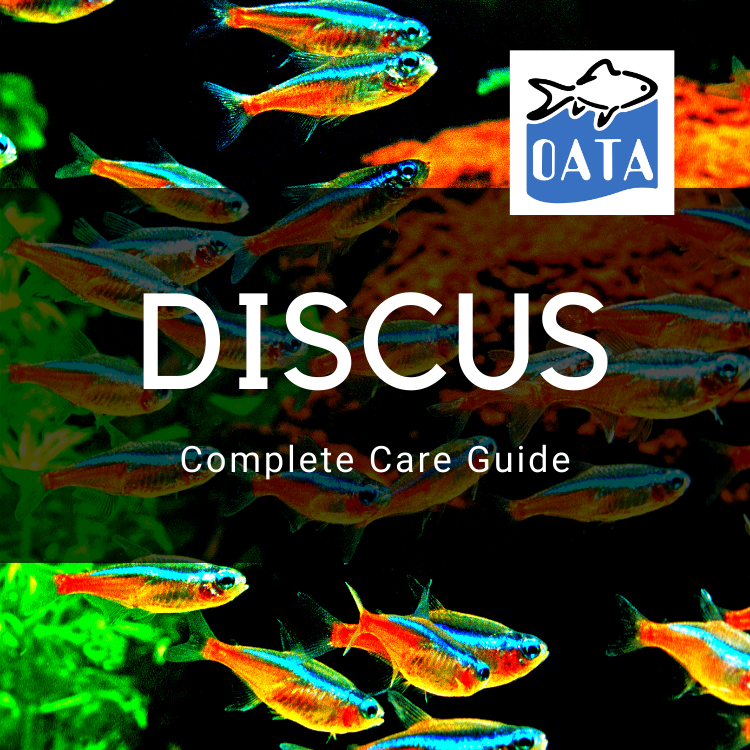 OATA Care Guide: Discus
