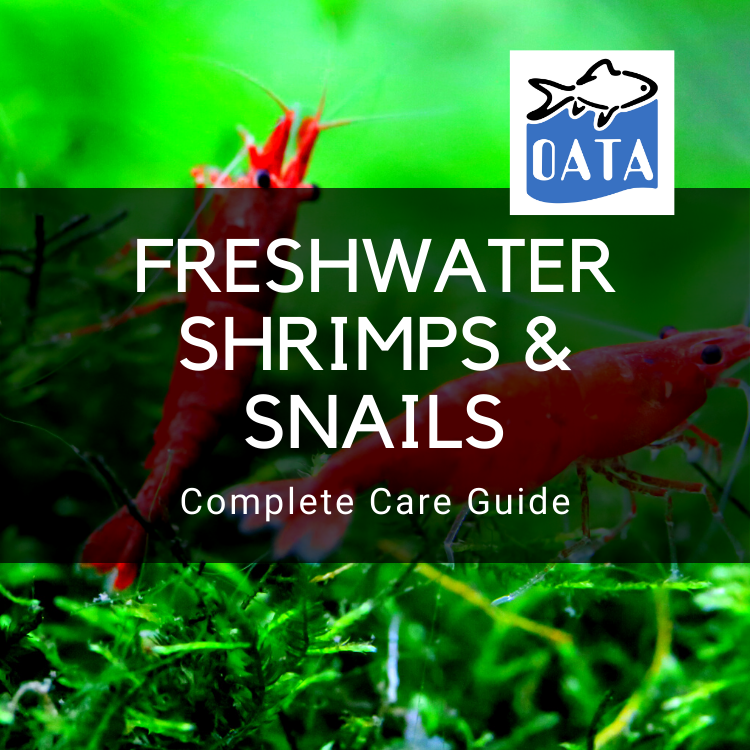 OATA Care Guide: Freshwater Shrimps & Snails