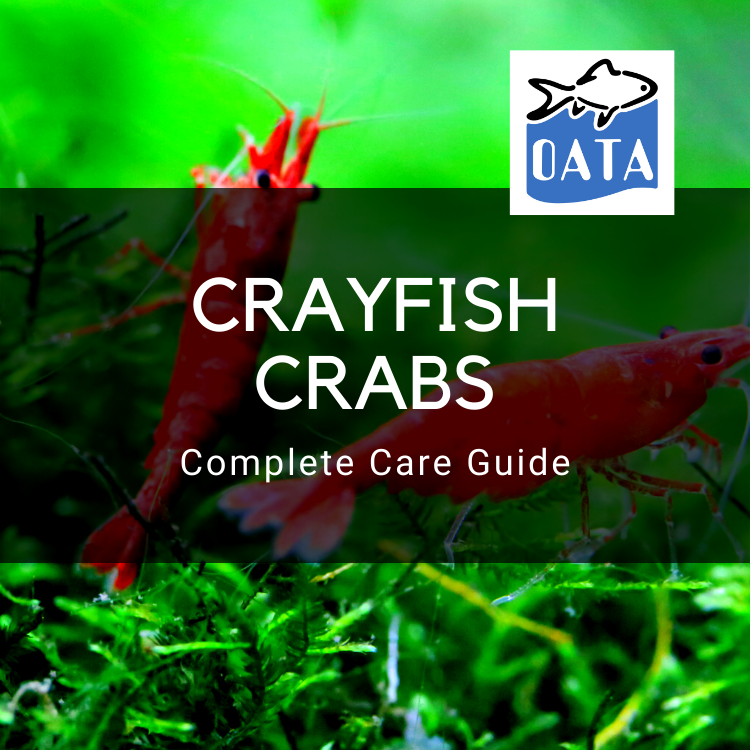 OATA Guide: Crayfish and Crabs