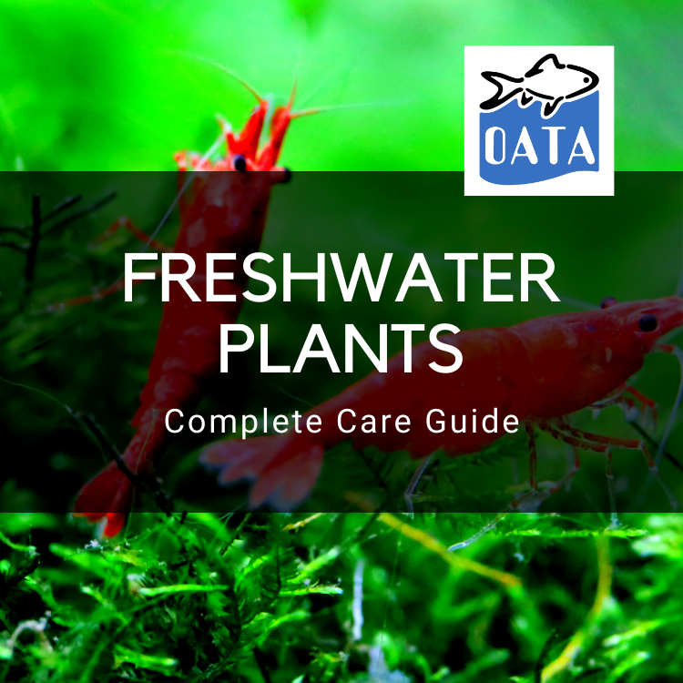 OATA Care Guide: Freshwater Plants