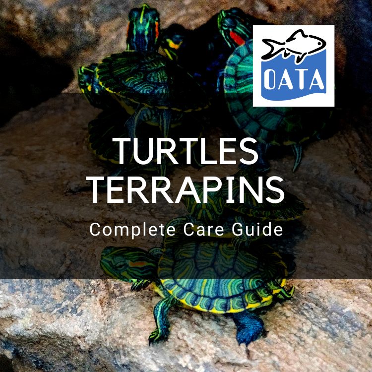 OATA Care Guide: Turtles & Terrapins