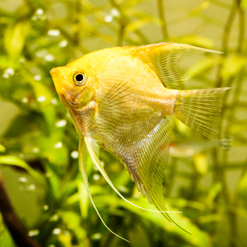 Are Golden Angelfish aggressive?