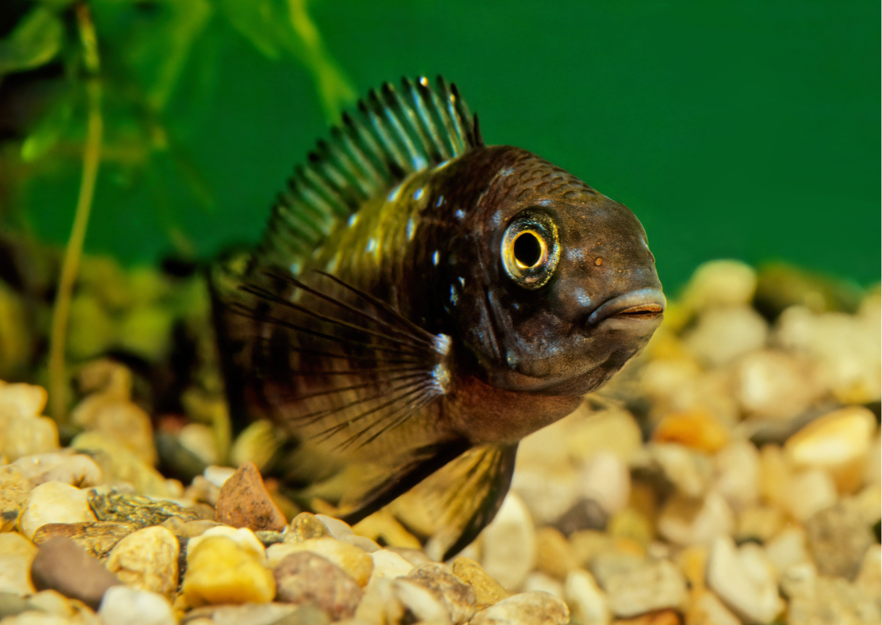 Black "Fish" Friday | Duboisi Cichlid