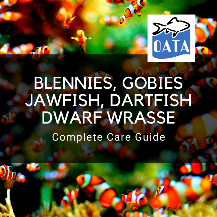 OATA Care Guide: Blennies Gobies Jawfish Dartfish Dwarf Wrasse