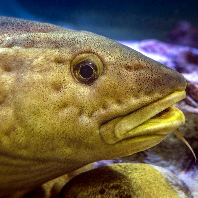 Historical Cod Fish Around our Shores: The Historical Importance of Cod Fish | Real Aquatics