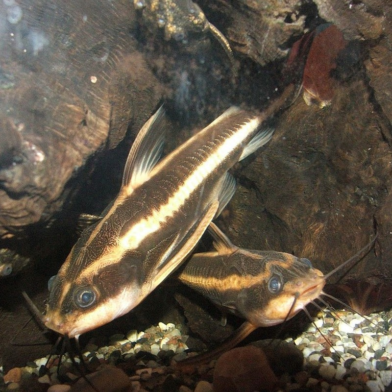 How fast do Striped Raphael Dora Catfish grow?