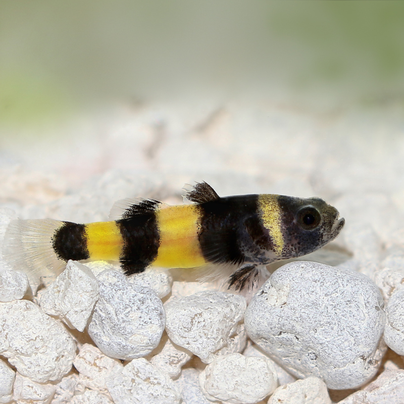 Can Bumblebee Gobies live in Freshwater conditions? | Real Aquatics