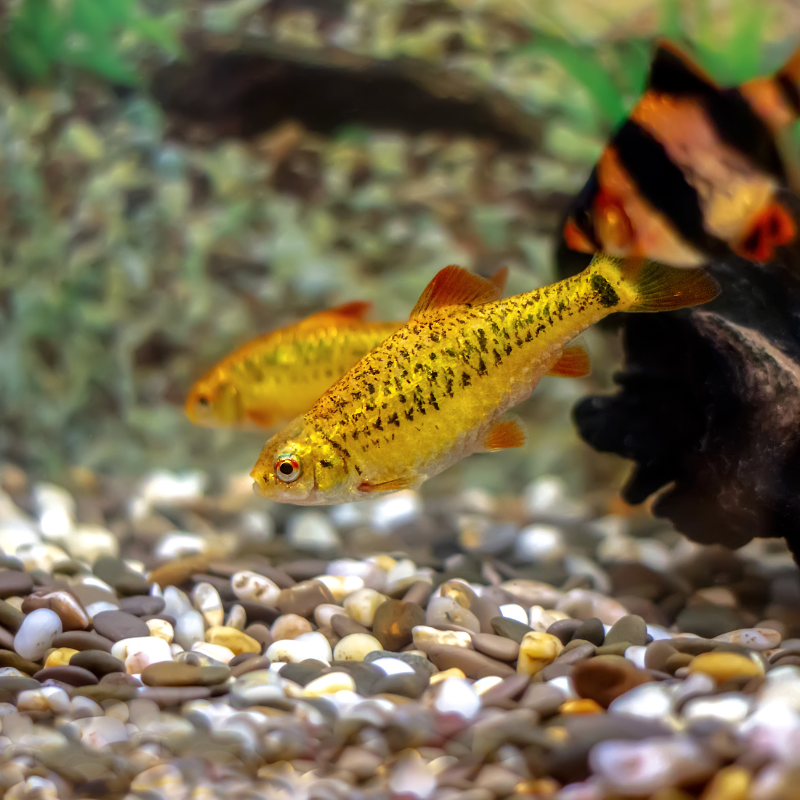 What fish are ideal tank mates for Golden Barbs?