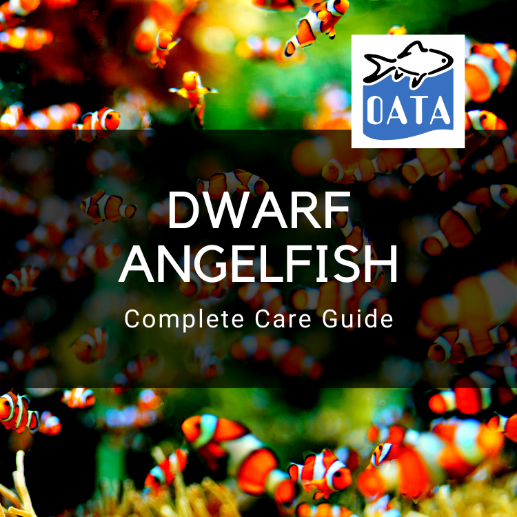 OATA Care Guides: Marine Dwarf Angelfish
