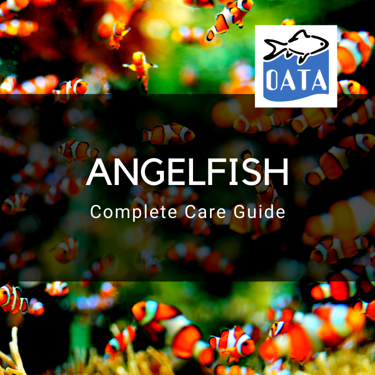 OATA Care Guide: Marine Angelfish