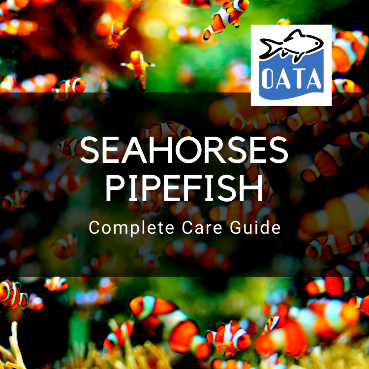 OATA Care Guide: Seahorses and Pipefish