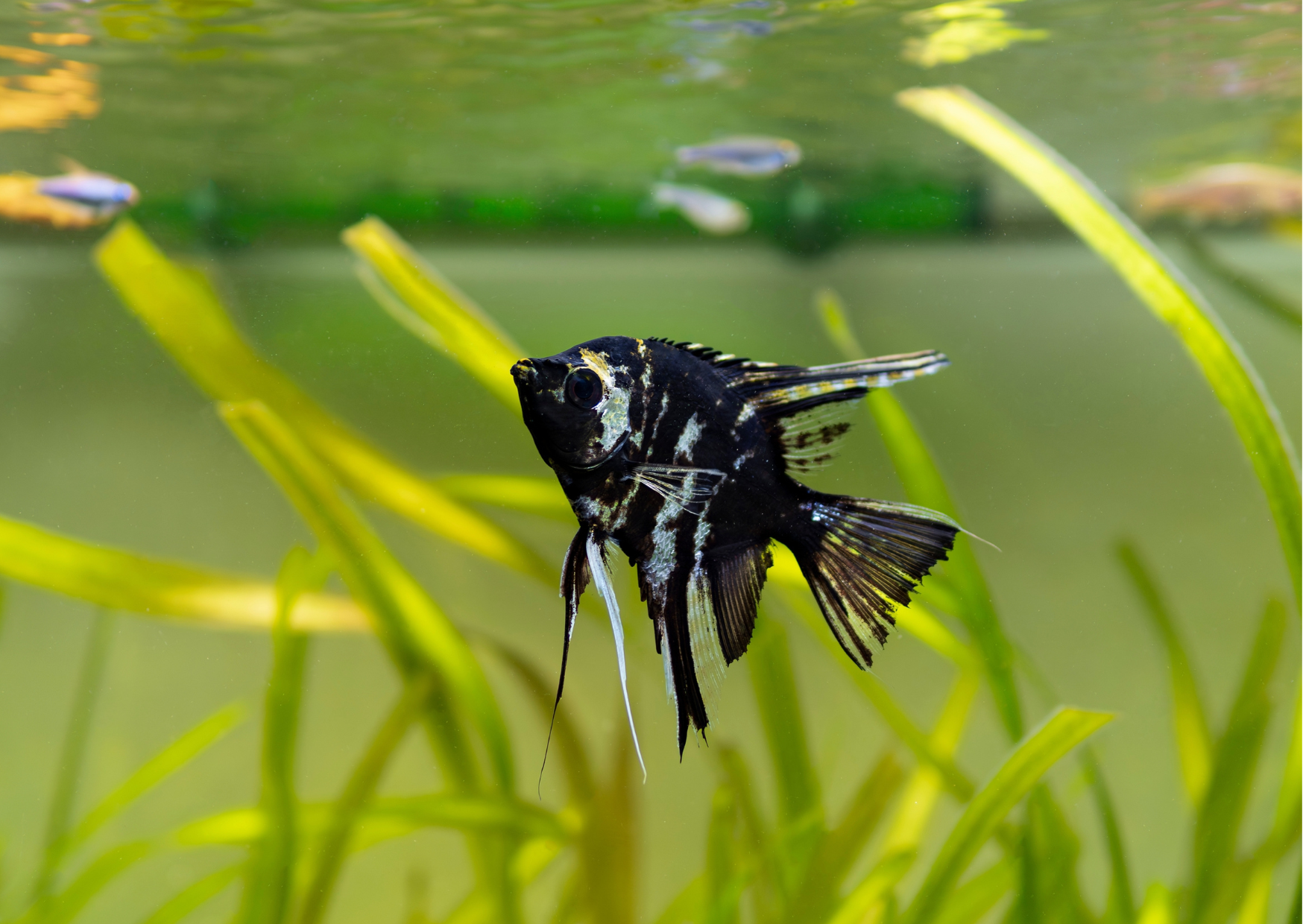 Black "Fish" Friday | Black Angelfish