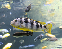 How to Cycle a Fish Tank | Video