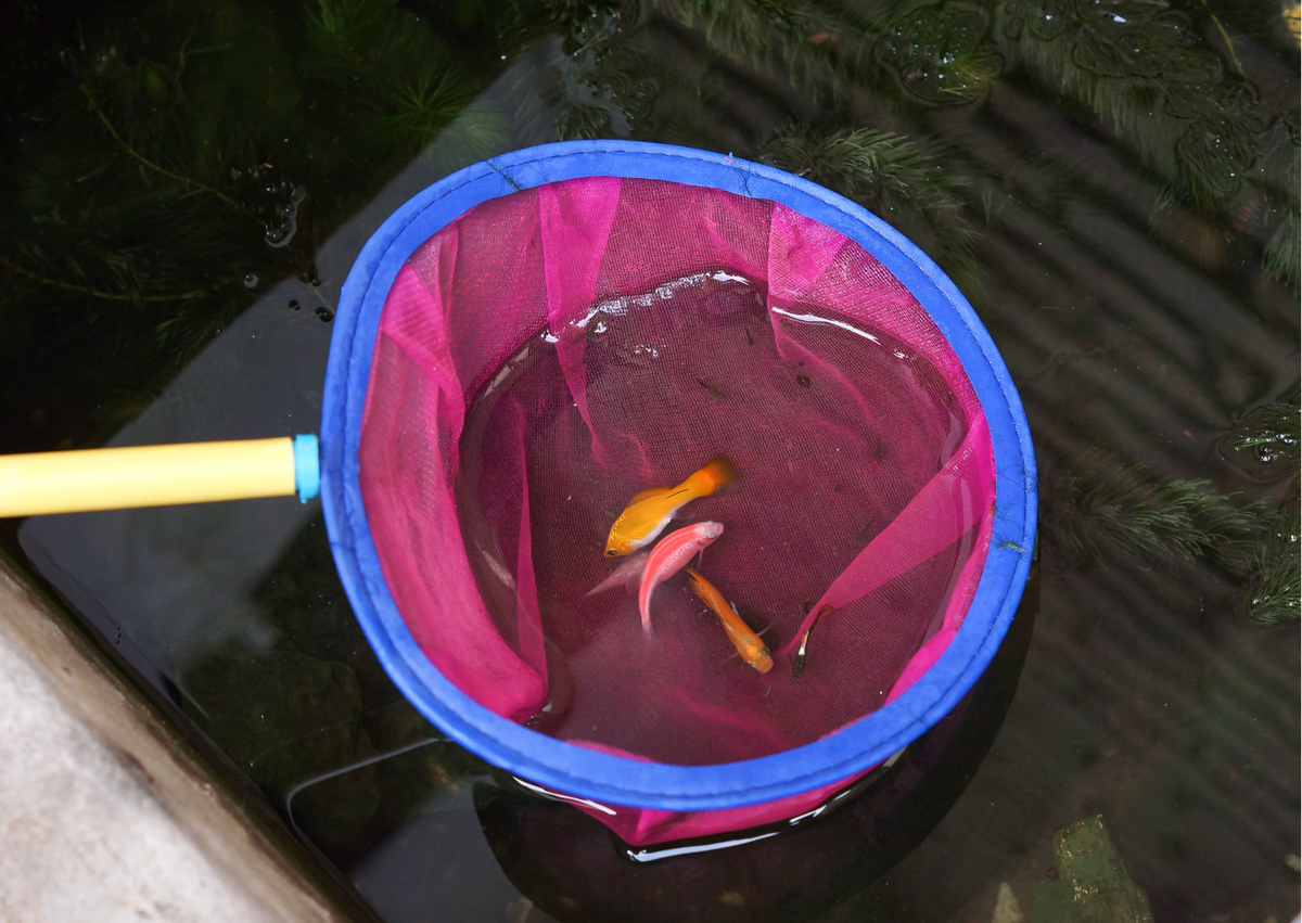 What are aquarium Fish Nets useful for? Real Aquatic Blogs online
