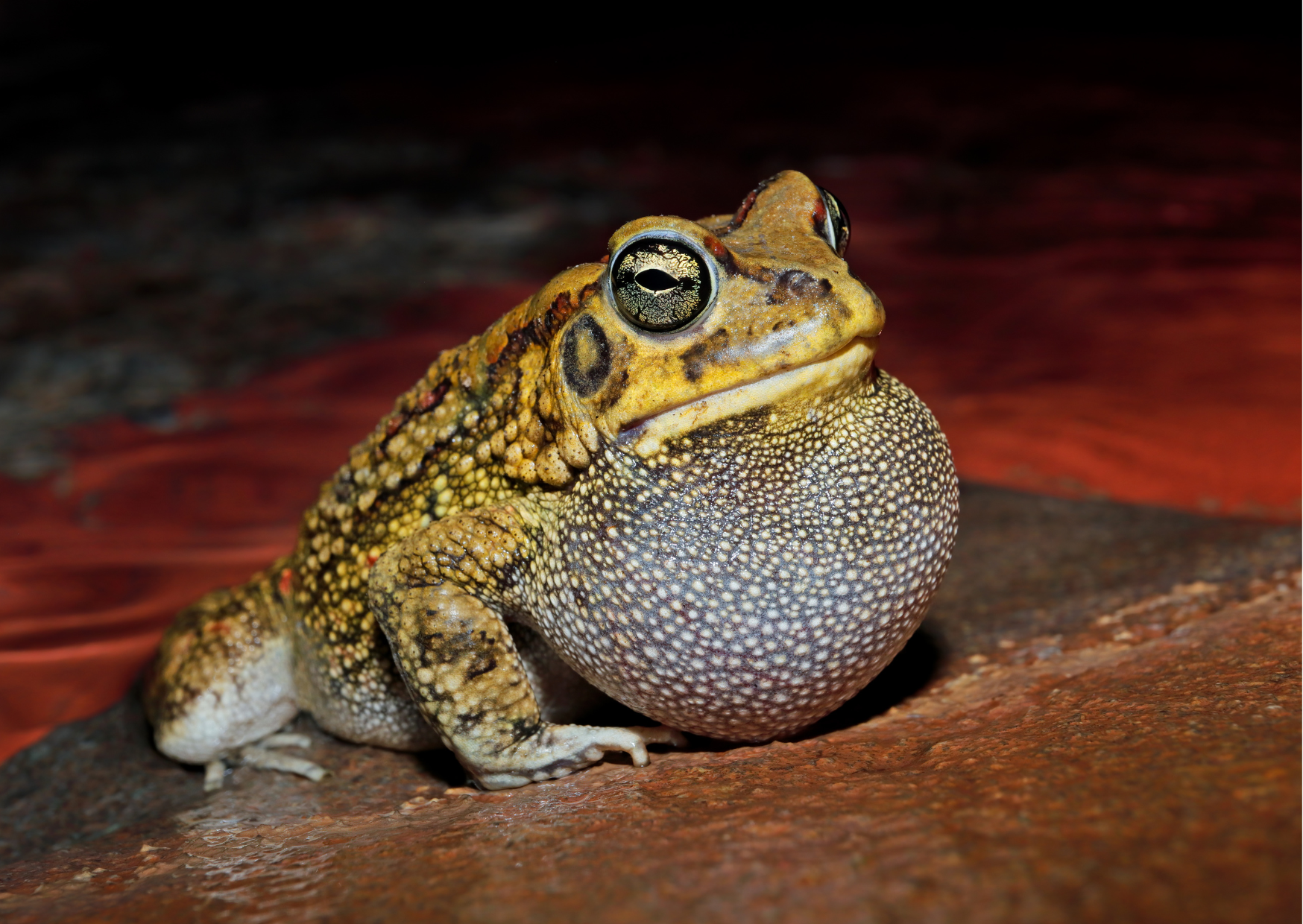Sexing Frogs, Toads and Tree Frogs