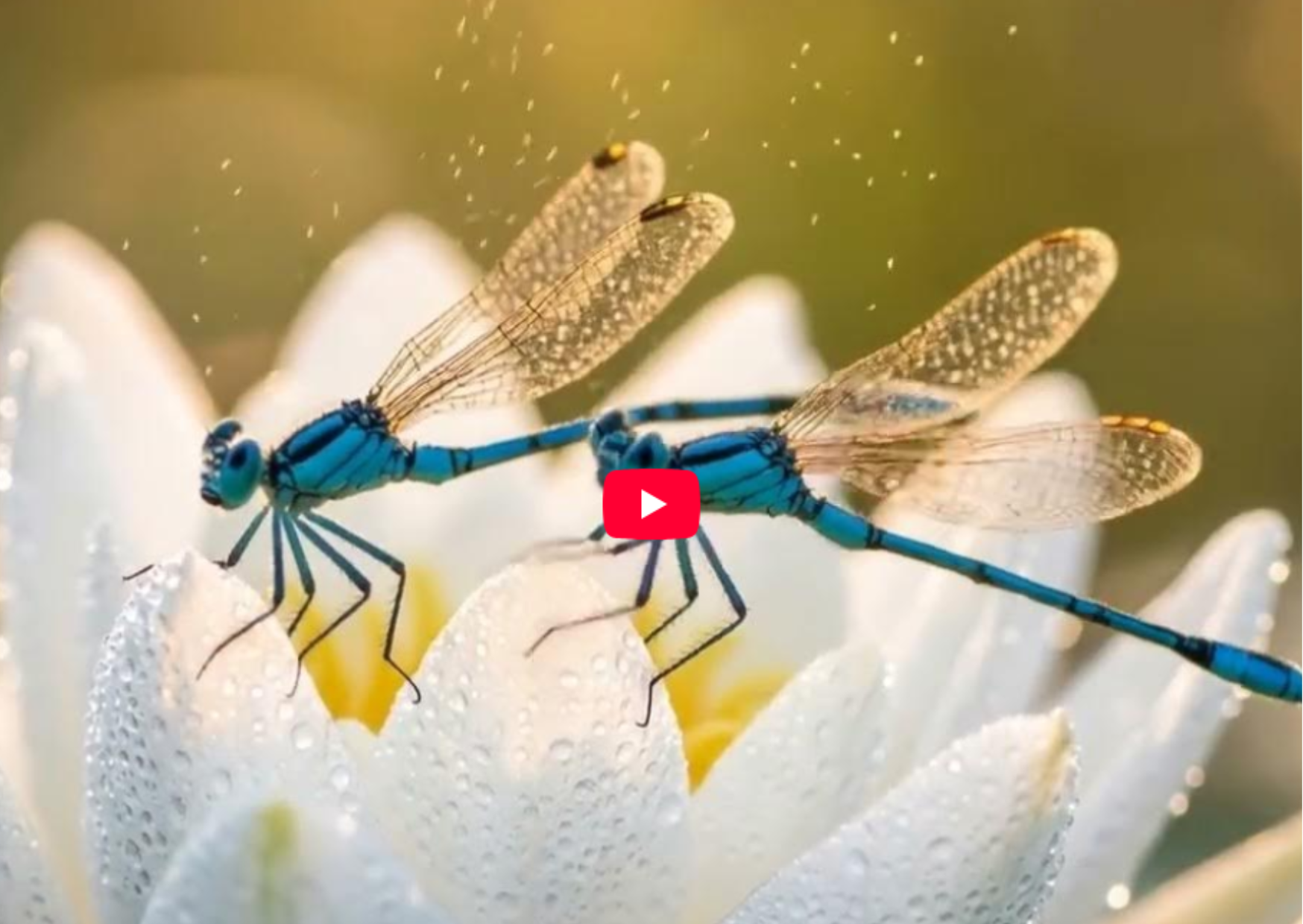 Fantasy Fish AI: The Benefits of a Garden Pond