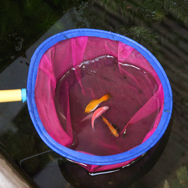 aquarium fish.net quarantine 2 Pcs Hatchery Net Fish Isolation Box,Nylon Mesh Fish Fry Hatchery Breeder Box Separation Net with Isolation Board : Pet Supplies ensuring their delicate fins and scales are protected during routine tank maintenance GenkiKoi Quarantine Procedure - Genkikoi