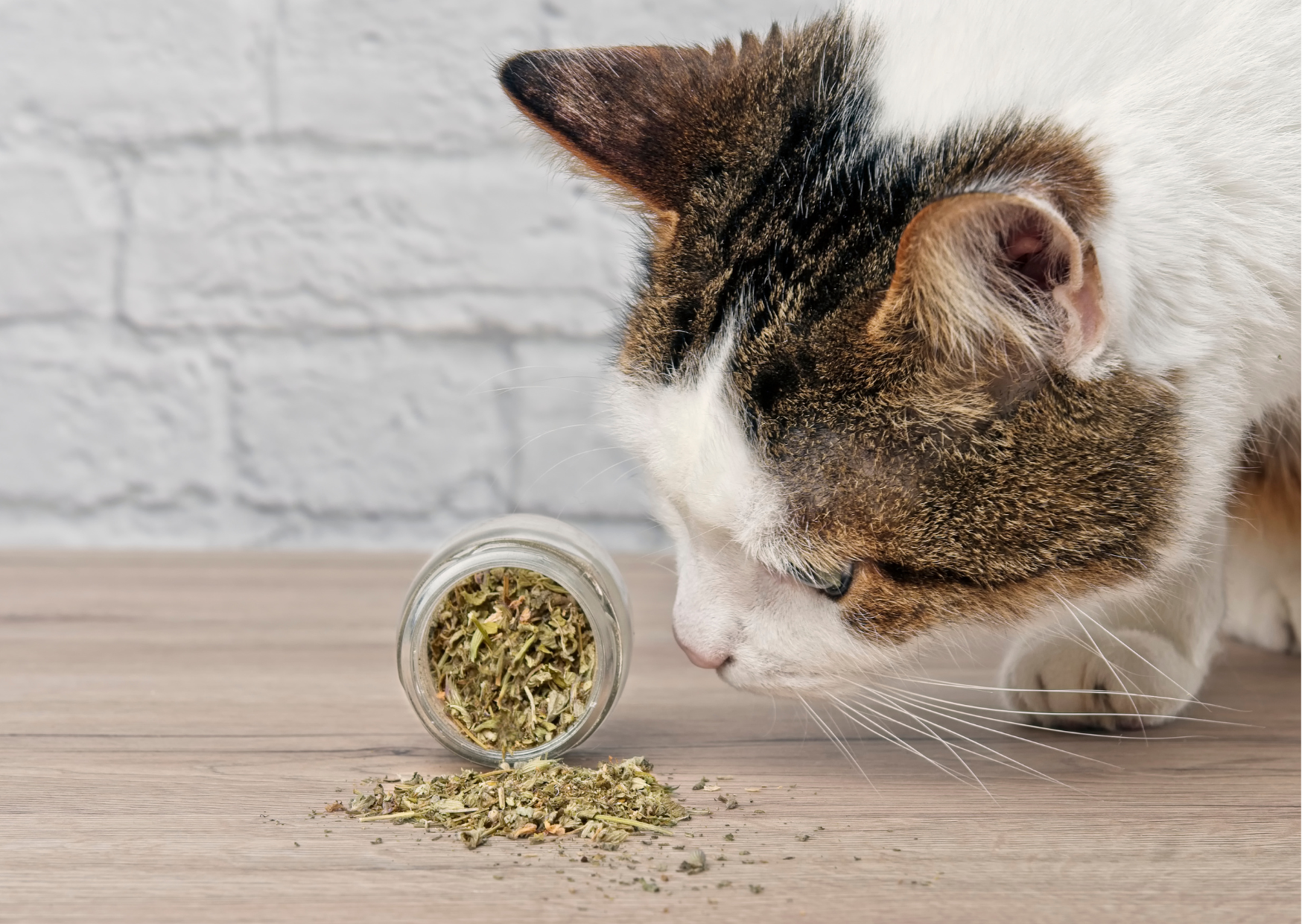 Catnip and other Herbs for your Cat