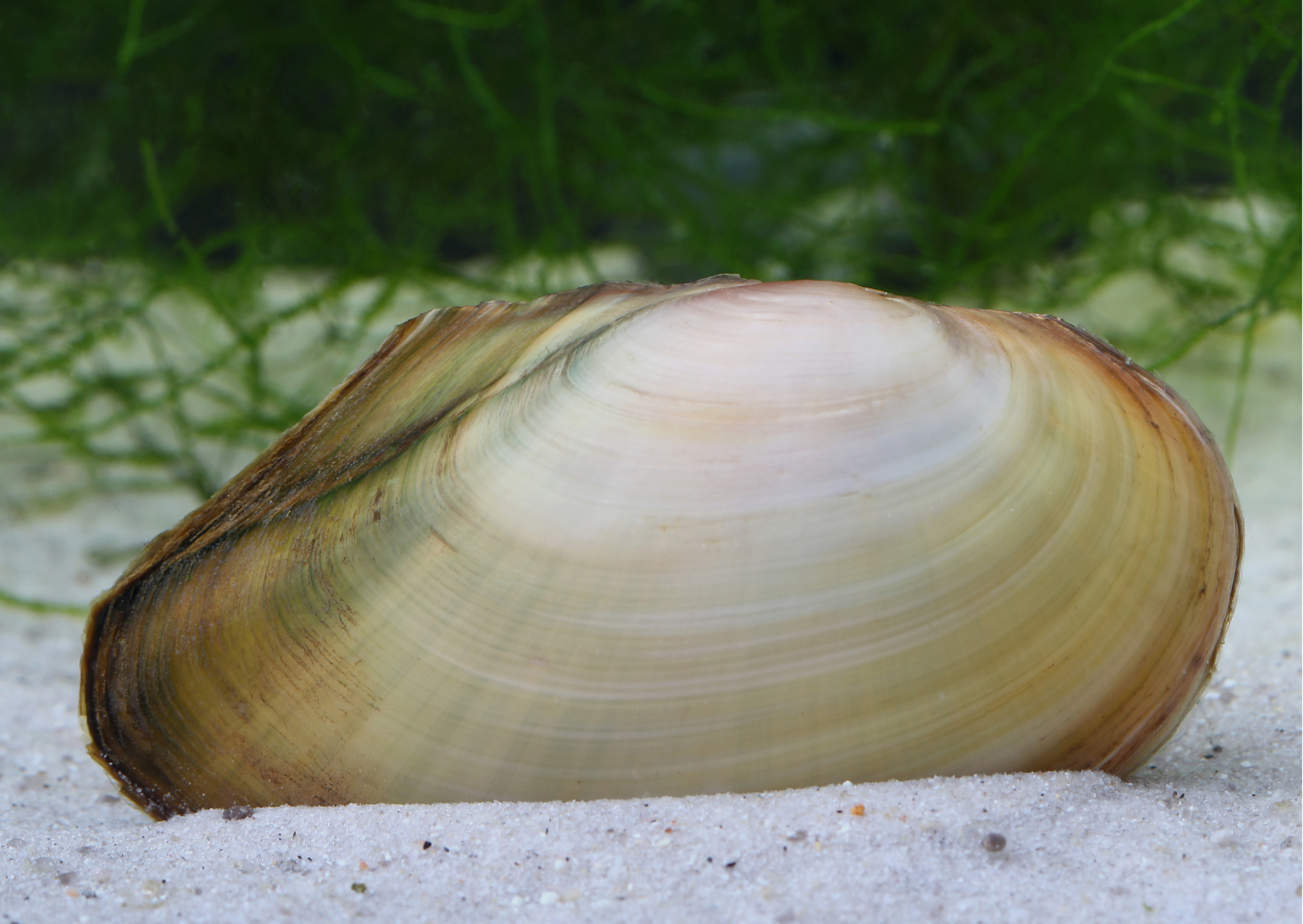 Swan Mussels in Aquariums: Are They Suitable?