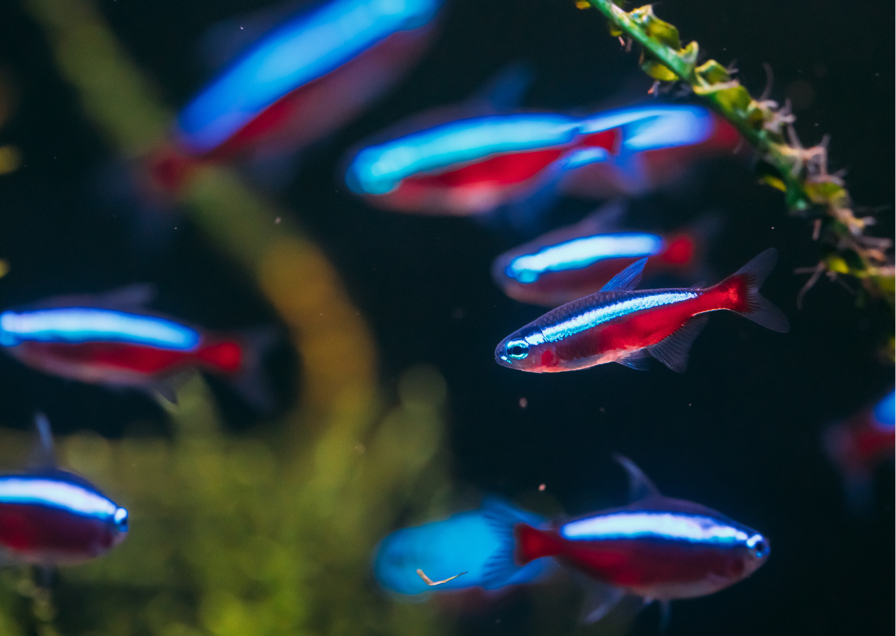 What is the difference between Neon Tetra and Cardinal Tetra?