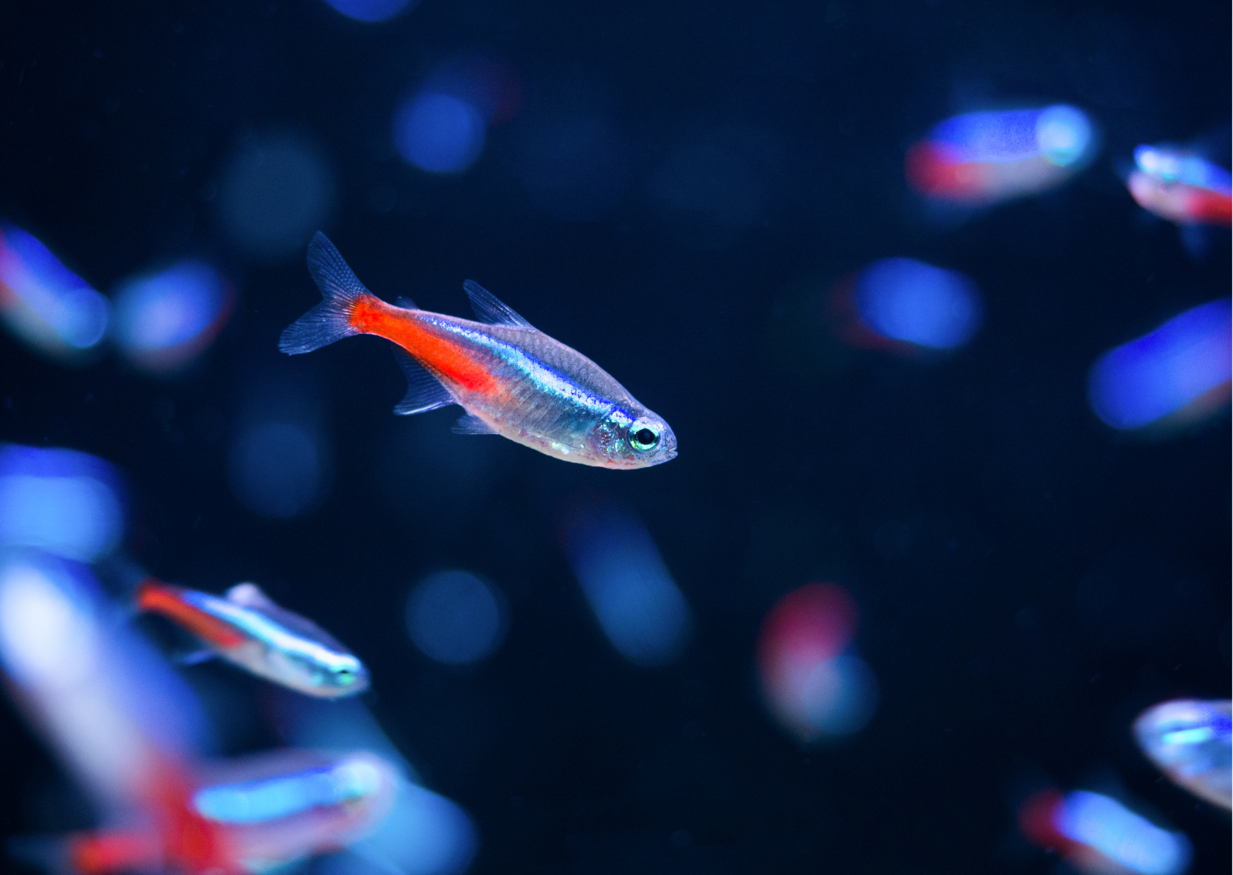 Fish Profiles: Neon Tetra