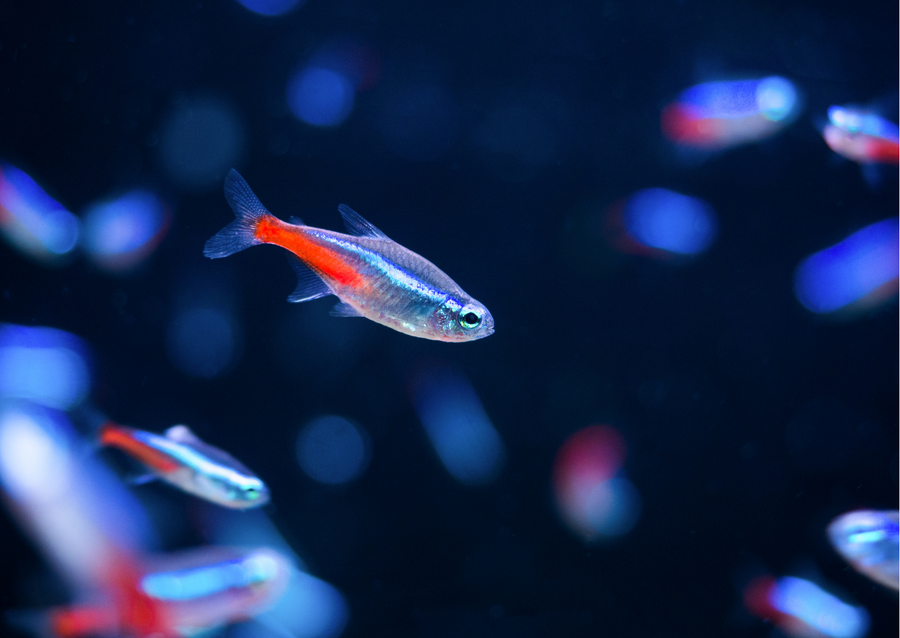 Fish Profiles: Neon Tetra | Real Aquatics Guide to Keeping Neons