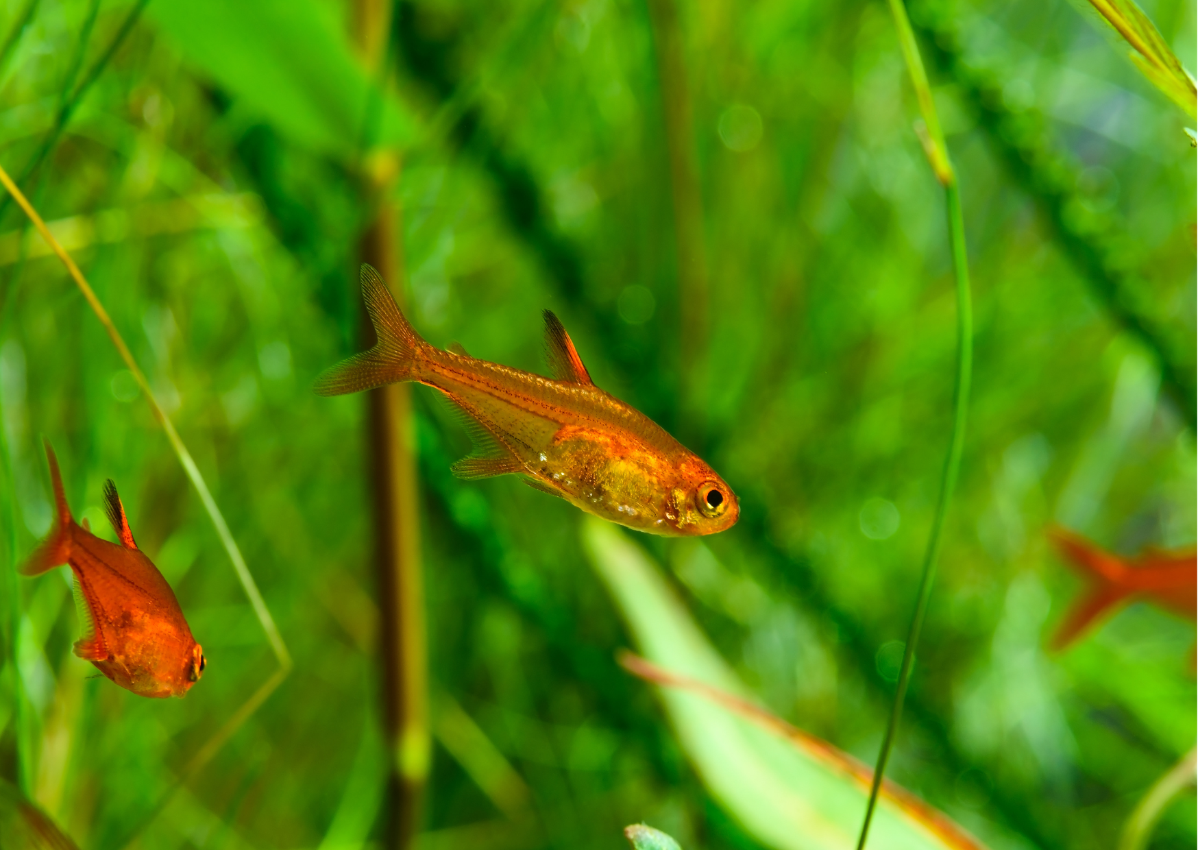 Fish Profiles: Ember Tetra