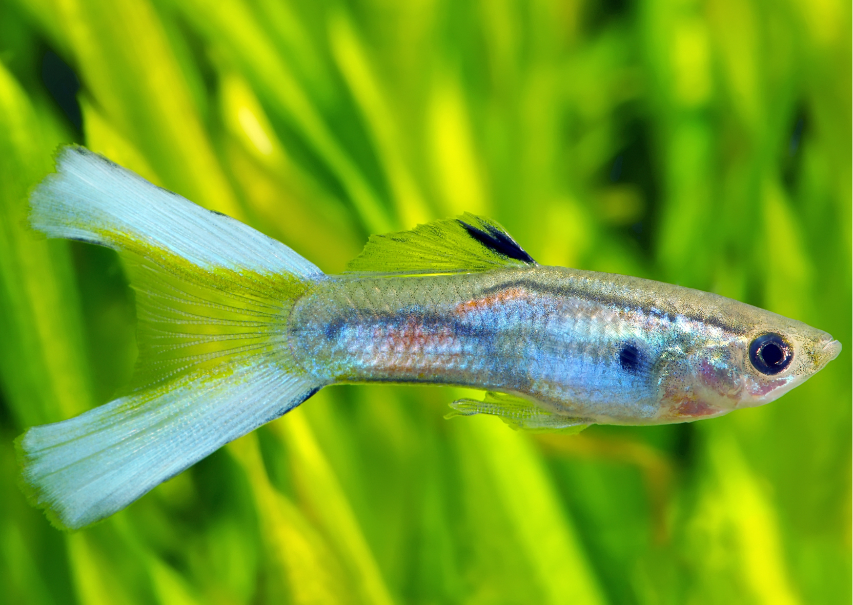 Fish Profiles: Lyretail Guppy