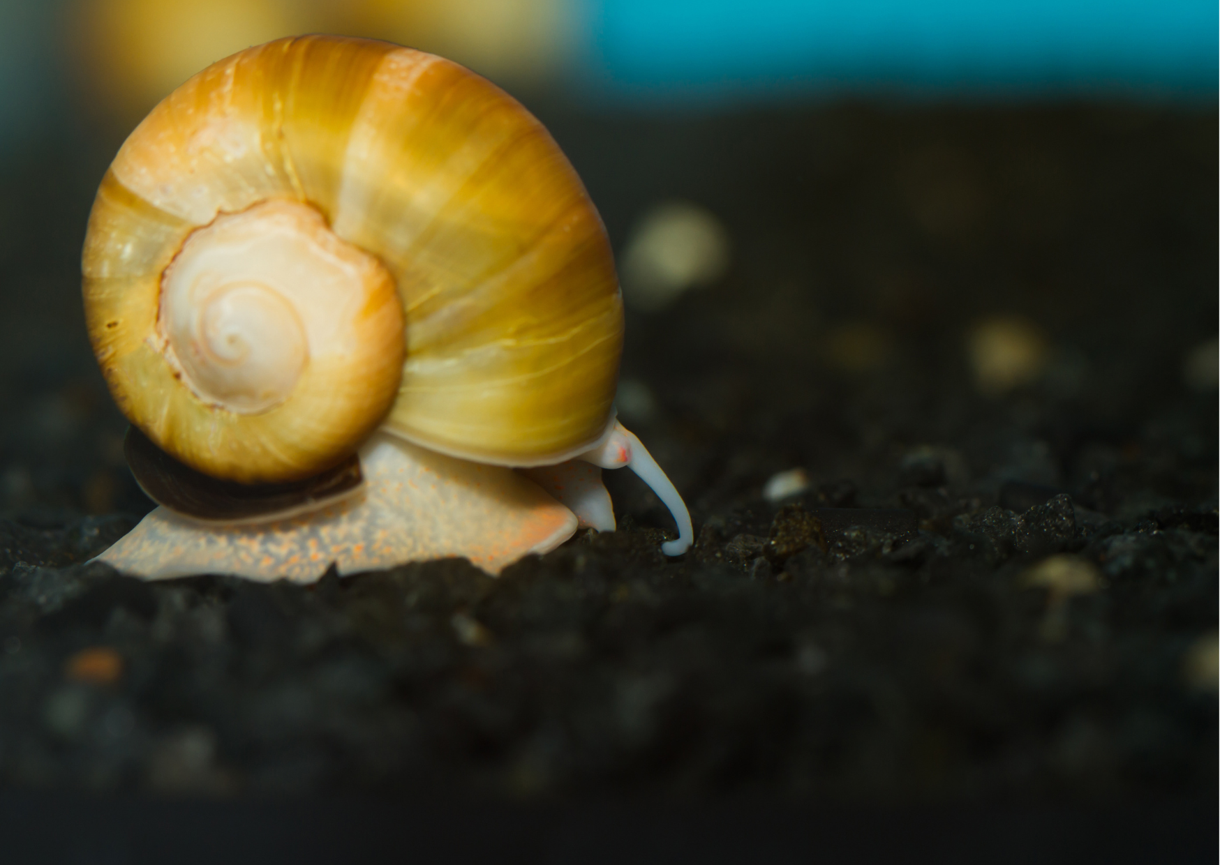 Fish Profiles: Apple Snail / Pomecea bridgesii