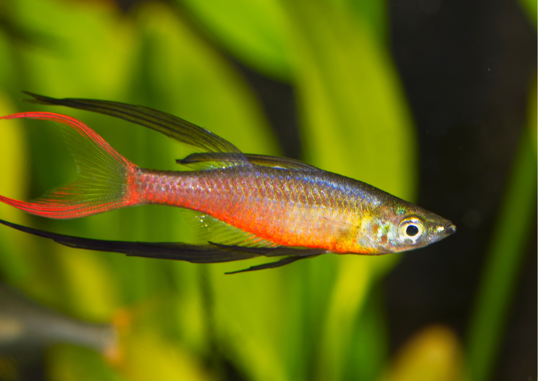 Fish Profiles | Threadfin Rainbowfish | Real Aquatics