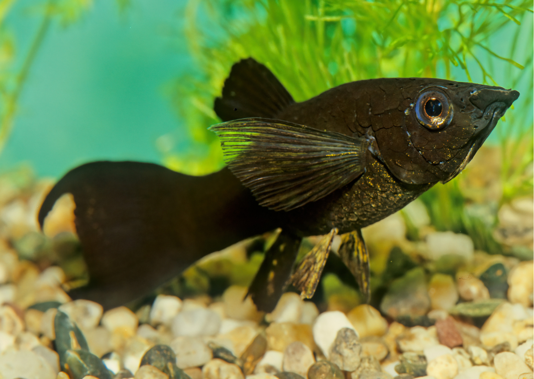 Black "Fish" Friday Deals | Black Mollies