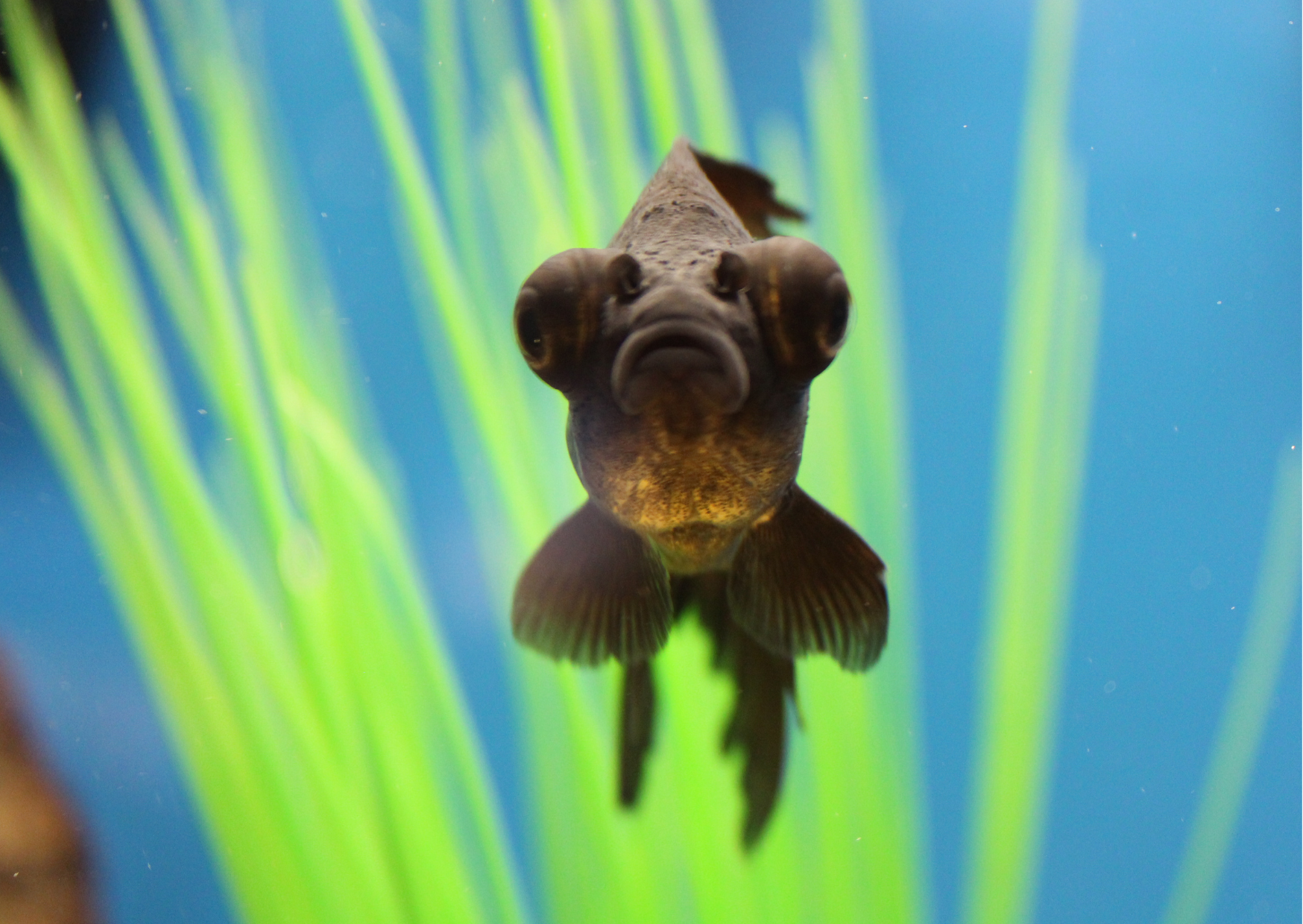 Black "Fish" Friday Deals | Black Moor Goldfish