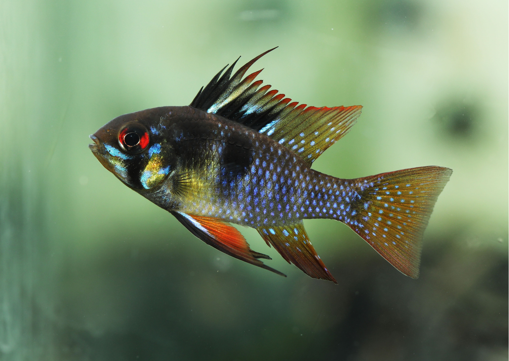 Black "Fish" Friday Deals | Black Ram Cichlid