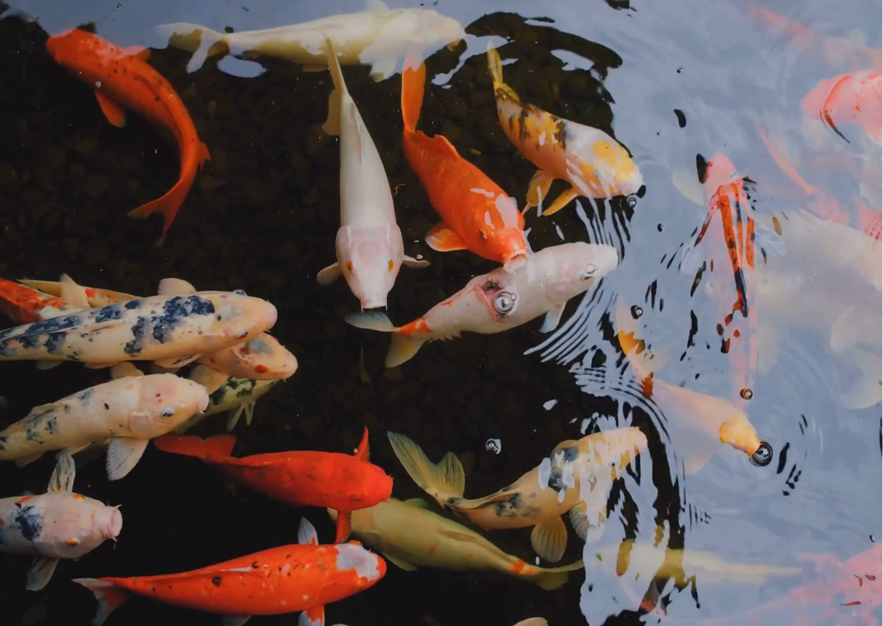 Fantasy Fish AI: Mesmerising Koi Fish Feeding