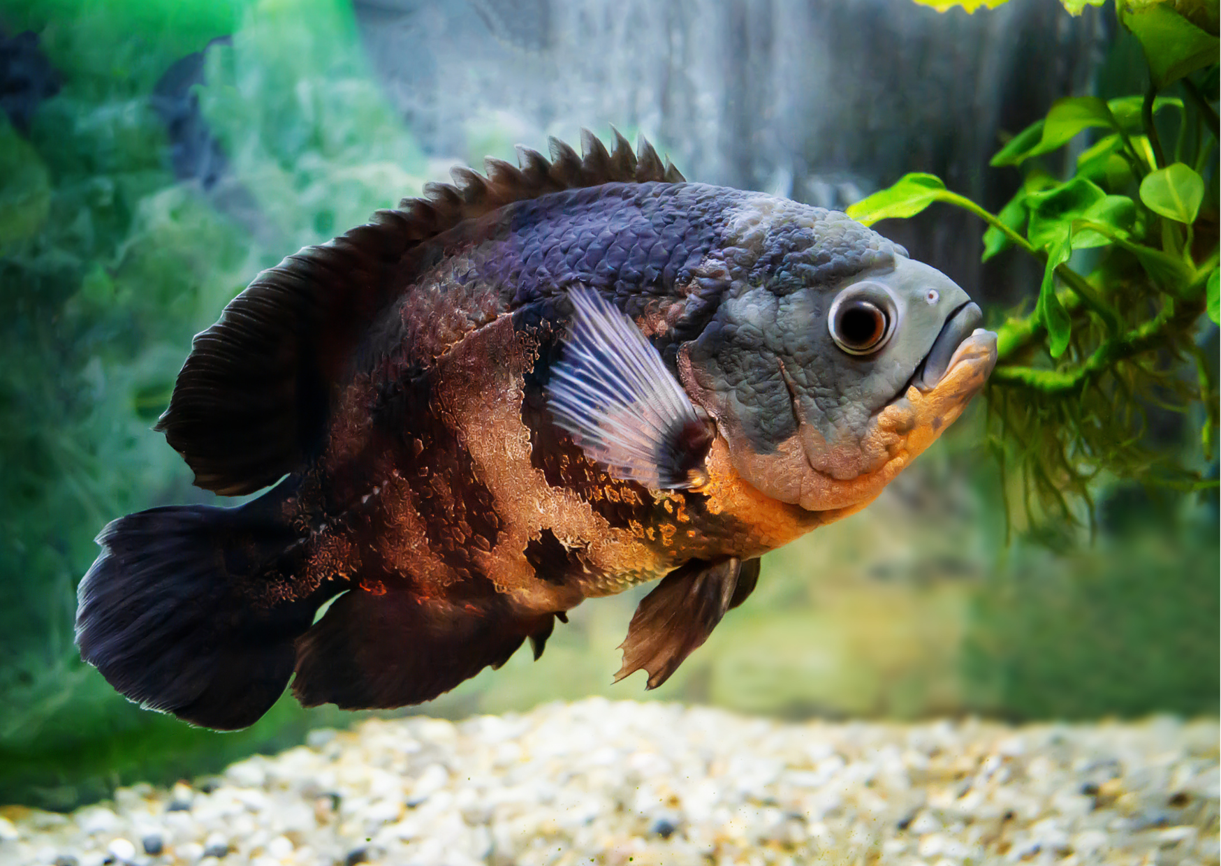 Fish Profiles: Oscar Cichlids