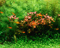 Tackle Ammonia in an Aquarium