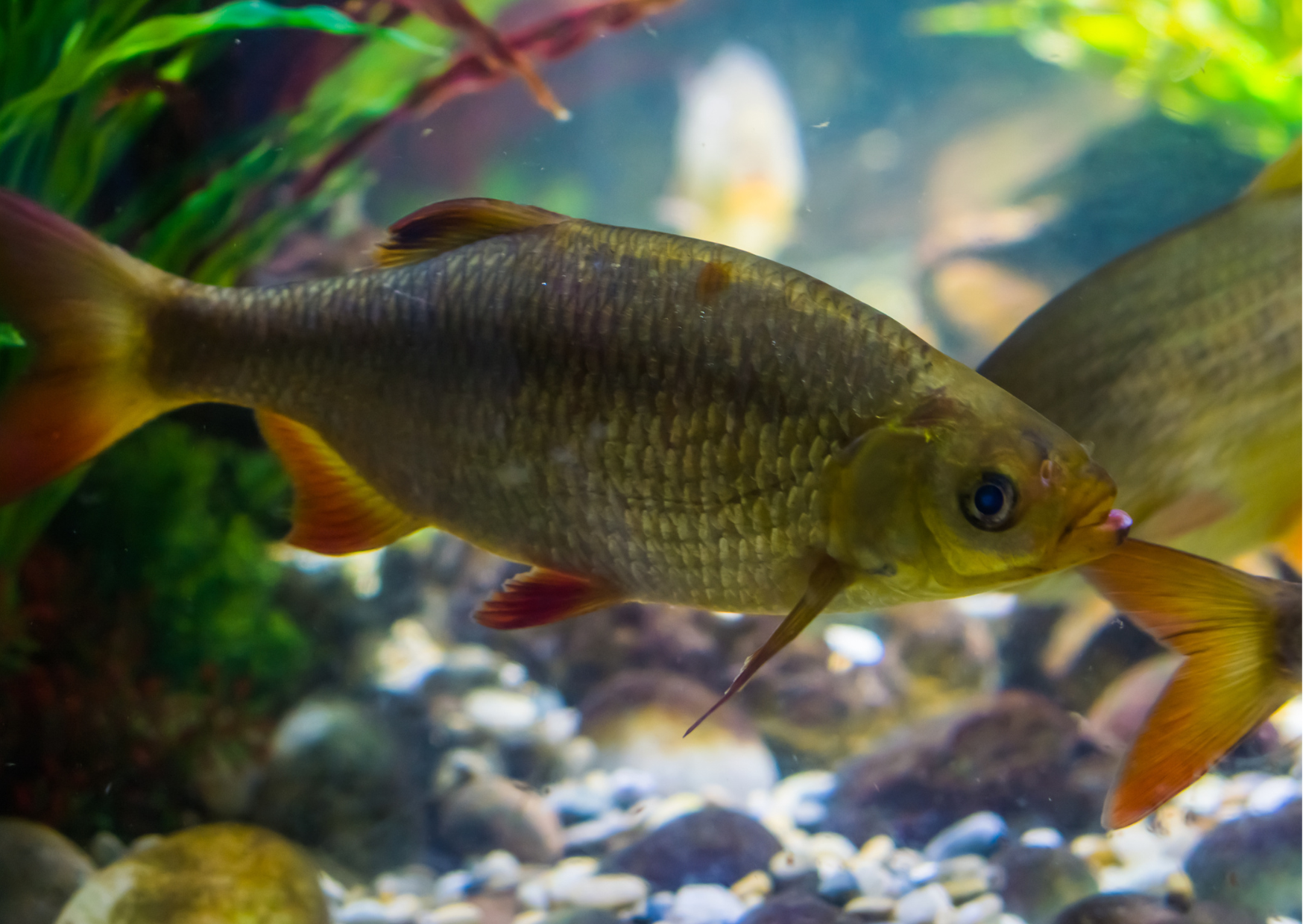 Freshwater Fish: The Rudd, Scardinius erythrophthalmus