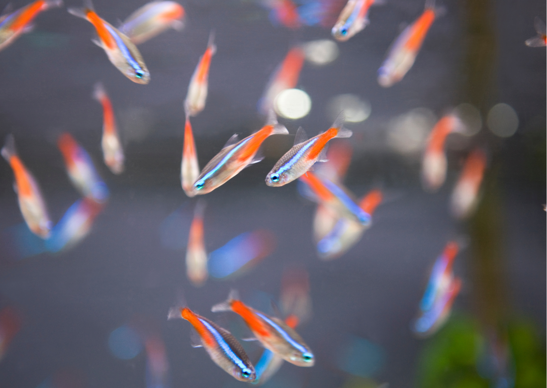 Low Light Friendly Fish For Beginners preview