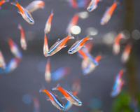 Top 10 Beginner-Friendly Tropical Fish