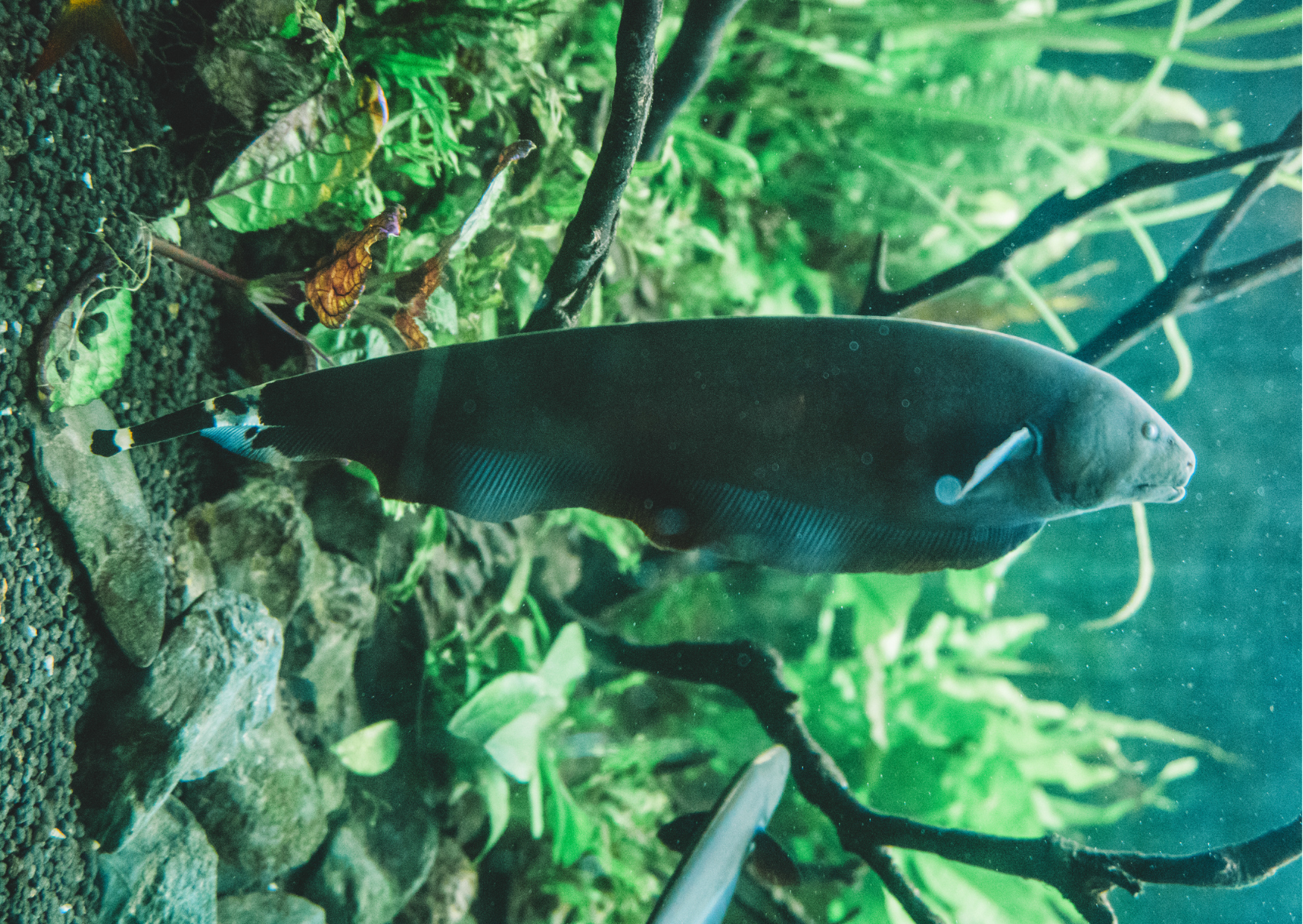 Black Ghost Knife Fish How To Train Your Black Ghost. (Updated 2024) A