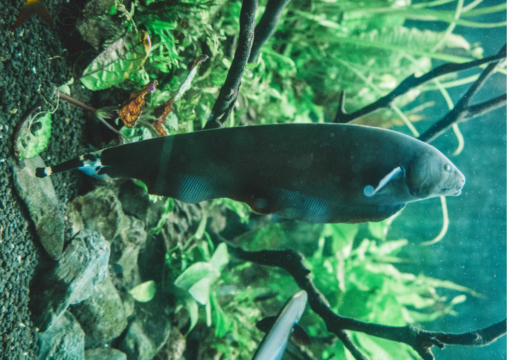 Black "Fish" Friday | Black Ghost Knifefish