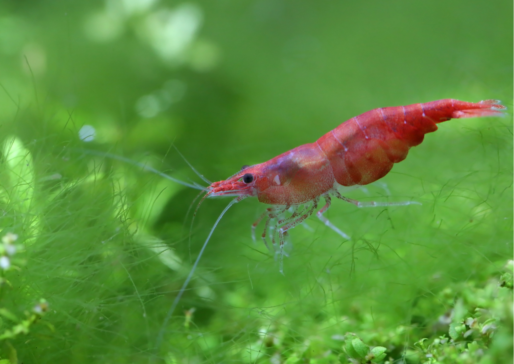 Video | Cherry Shrimp in a Planted Mossy Aquarium