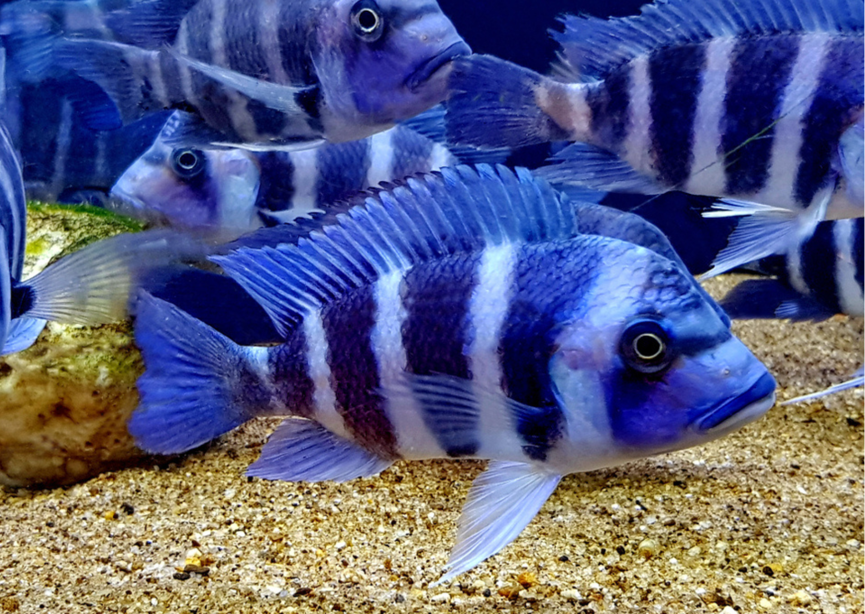 Fish Profiles: Frontosa Cichlid