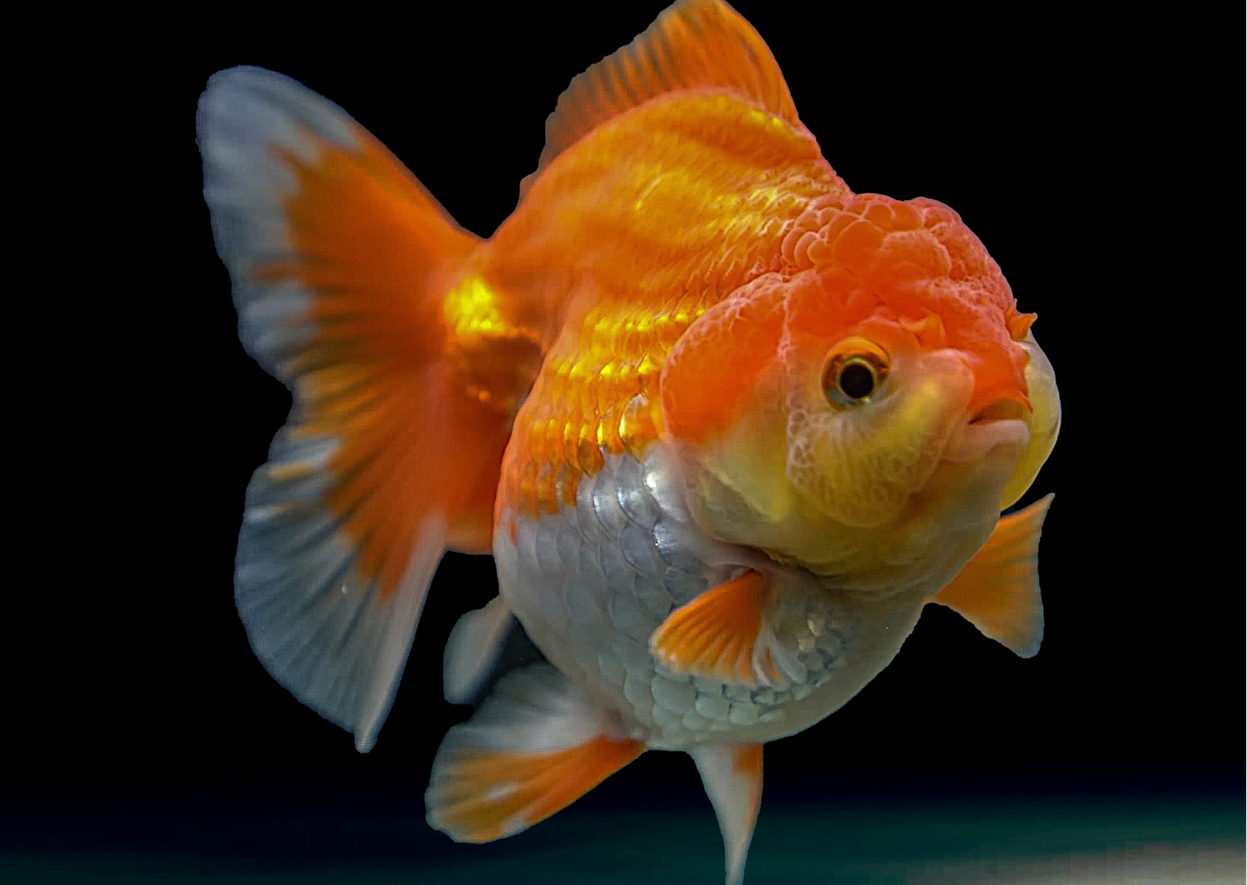 Video | Fancy Goldfish in a Vibrant Aquarium